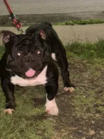Compton , a male American Bully for sale in Rochester, NY – 7 of 7