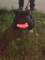 Compton , a male American Bully for sale in Rochester, NY – 2 of 7