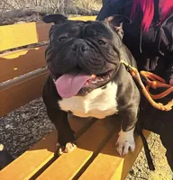 Compton , a male American Bully for sale in Rochester, NY – 5 of 7