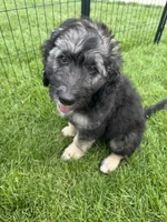 Forest, a male Aussiedoodle for sale in Harrisburg, SD – 5 of 5