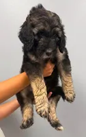 Forest, a male Aussiedoodle for sale in Harrisburg, SD – 3 of 5