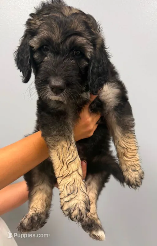 Forest – Aussiedoodle puppy for sale in Harrisburg, SD