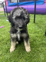 Forest, a male Aussiedoodle for sale in Harrisburg, SD – 4 of 5