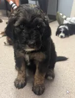 Forest, a male Aussiedoodle for sale in Harrisburg, SD – 2 of 5