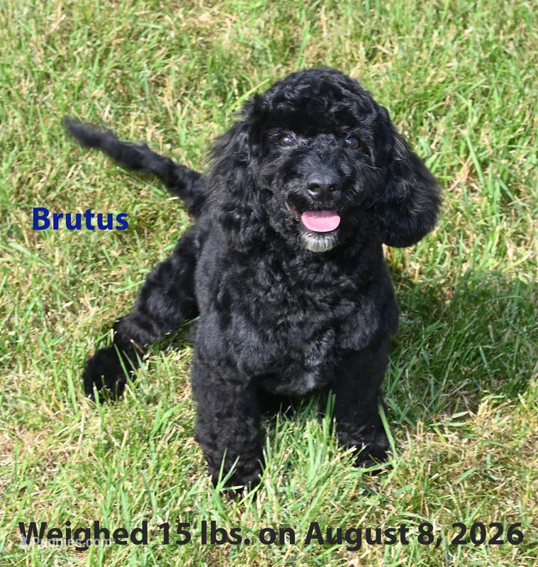 Brutus – Maltipoo puppy for sale in Noonan, ND