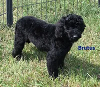 Brutus, a male Maltipoo for sale in Noonan, ND – 2 of 3