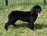 Brutus, a male Maltipoo for sale in Noonan, ND – 3 of 3