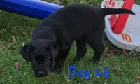 Boy Puppy 26, a male Labrador Retriever for sale in Orwell, OH – 6 of 8