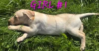 Girl #1, a female Labrador Retriever for sale in Orwell, OH – 4 of 4