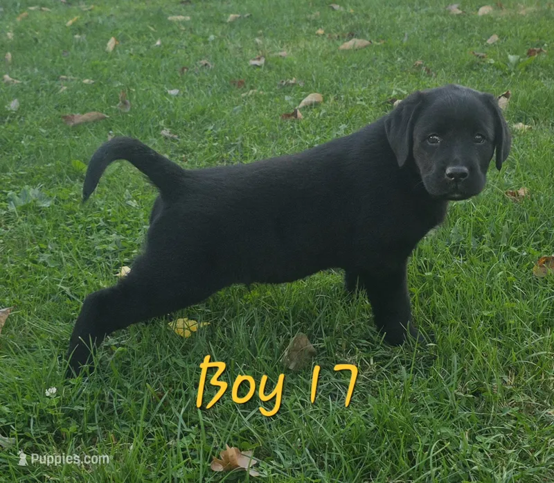 Boy 17 – Labrador Retriever puppy for sale in Orwell, OH