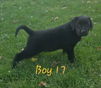 Boy 17, a male Labrador Retriever for sale in Orwell, OH – 1 of 6