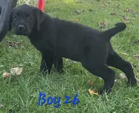 Boy Puppy 26, a male Labrador Retriever for sale in Orwell, OH – 4 of 8