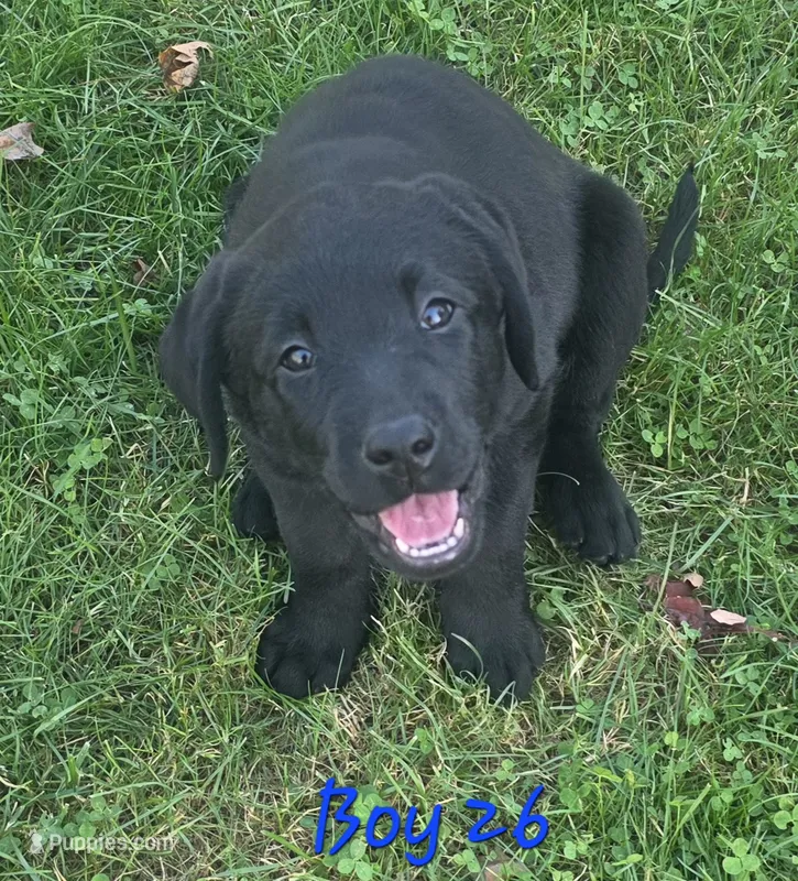 Boy Puppy 26 – Labrador Retriever puppy for sale in Orwell, OH