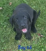 Boy Puppy 26, a male Labrador Retriever for sale in Orwell, OH – 1 of 8