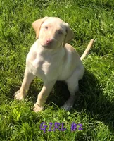 Girl #2, a female Labrador Retriever for sale in Orwell, OH – 3 of 4