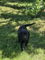 Male #2, a male Labrador Retriever for sale in Orwell, OH – 2 of 5