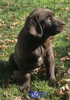 Boy 1, a male Labrador Retriever for sale in Orwell, OH – 2 of 4