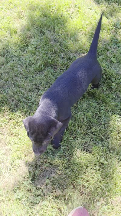 Male #1, a male Labrador Retriever for sale in Orwell, OH – 5 of 5