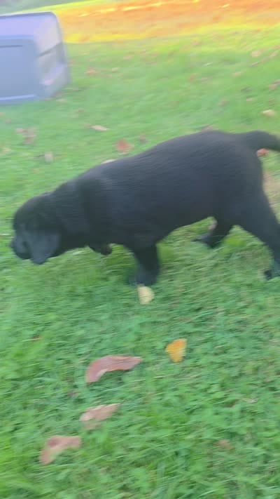 Boy 17, a male Labrador Retriever for sale in Orwell, OH – 6 of 6