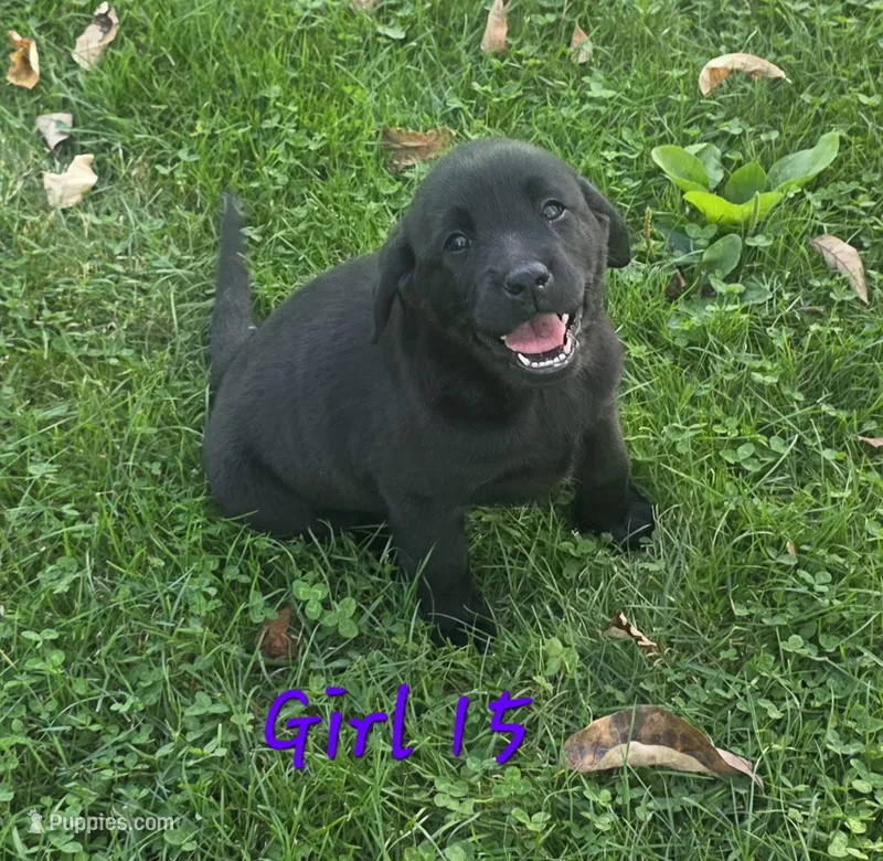 Girl 15 – Labrador Retriever puppy for sale in Orwell, OH