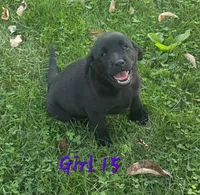 Girl 15, a female Labrador Retriever for sale in Orwell, OH – 1 of 6