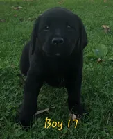 Boy 17, a male Labrador Retriever for sale in Orwell, OH – 3 of 6
