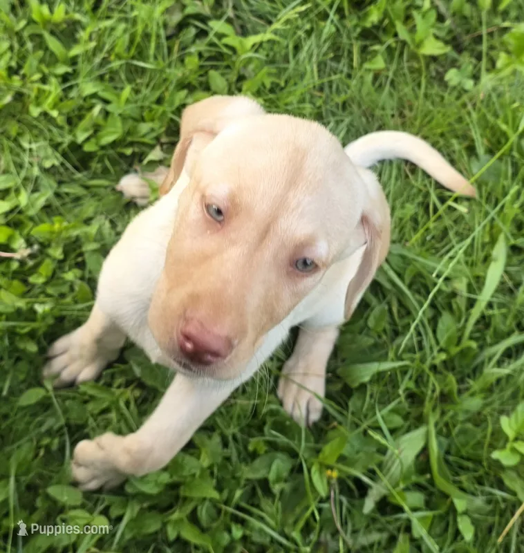 Girl #1 – Labrador Retriever puppy for sale in Orwell, OH