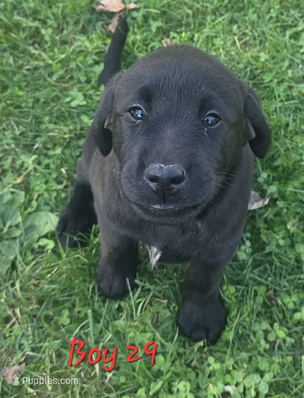 Boy 29 – Labrador Retriever puppy for sale in Orwell, OH
