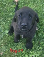 Boy 29, a male Labrador Retriever for sale in Orwell, OH – 1 of 7