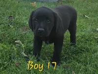Boy 17, a male Labrador Retriever for sale in Orwell, OH – 5 of 6