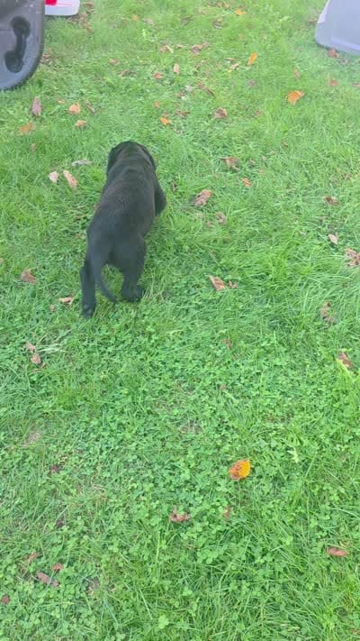Boy Puppy 26, a male Labrador Retriever for sale in Orwell, OH – 8 of 8