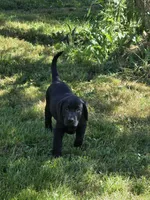 Male #2, a male Labrador Retriever for sale in Orwell, OH – 3 of 5
