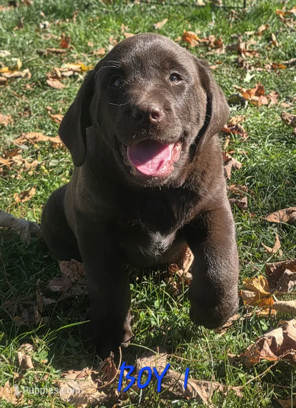 Boy 1 – Labrador Retriever puppy on hold in Orwell, OH
