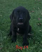 Boy 29, a male Labrador Retriever for sale in Orwell, OH – 3 of 7