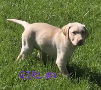 Girl #2, a female Labrador Retriever for sale in Orwell, OH – 2 of 4