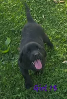 Girl 15, a female Labrador Retriever for sale in Orwell, OH – 4 of 6