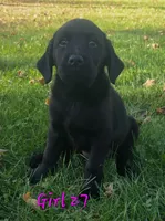 Girl 27, a female Labrador Retriever for sale in Orwell, OH – 2 of 5