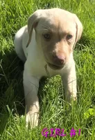 Girl #1, a female Labrador Retriever for sale in Orwell, OH – 1 of 4