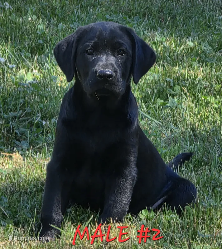 Male #2 – Labrador Retriever puppy for sale in Orwell, OH