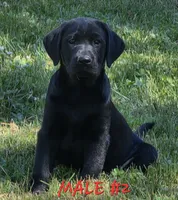 Male #2, a male Labrador Retriever for sale in Orwell, OH – 1 of 5