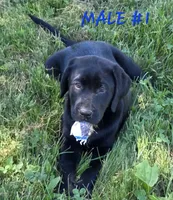 Male #1, a male Labrador Retriever for sale in Orwell, OH – 2 of 5