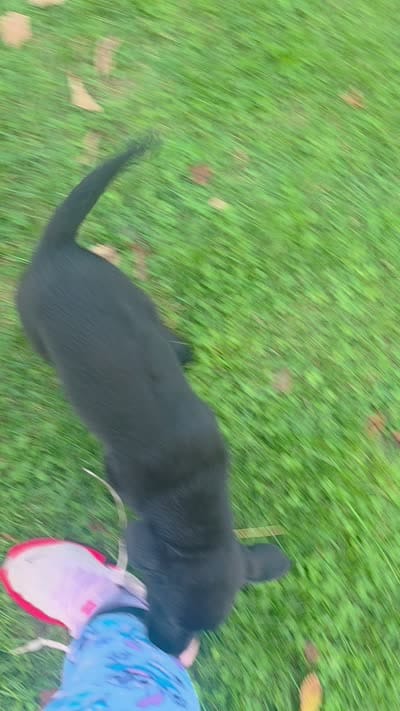 Girl 27, a female Labrador Retriever for sale in Orwell, OH – 4 of 5