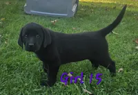 Girl 15, a female Labrador Retriever for sale in Orwell, OH – 6 of 6