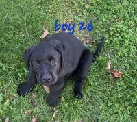 Boy Puppy 26, a male Labrador Retriever for sale in Orwell, OH – 7 of 8