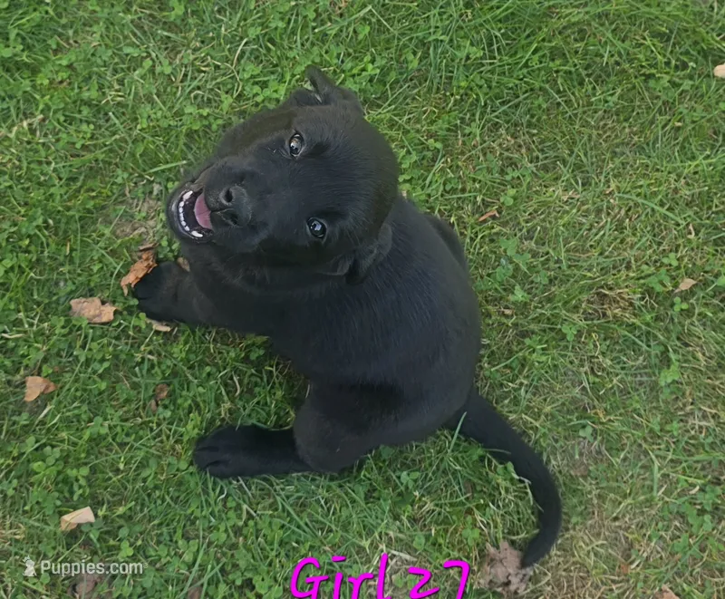 Girl 27 – Labrador Retriever puppy for sale in Orwell, OH