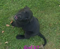 Girl 27, a female Labrador Retriever for sale in Orwell, OH – 1 of 5
