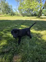 Male #1, a male Labrador Retriever for sale in Orwell, OH – 3 of 5