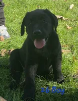 Boy Puppy 26, a male Labrador Retriever for sale in Orwell, OH – 2 of 8