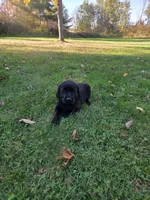 Boy 29, a male Labrador Retriever for sale in Orwell, OH – 4 of 7