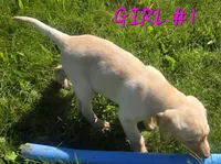 Girl #1, a female Labrador Retriever for sale in Orwell, OH – 3 of 4